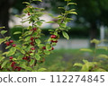 Flowers 112274845
