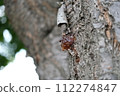 Sap 112274847