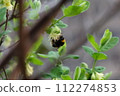 A bee 112274853