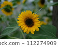 sunflower	 112274909