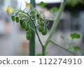  Mini Tomato 112274910