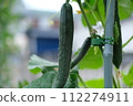 Cucumber 112274911