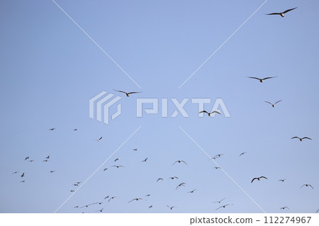 Flock of seagulls flying in the sky Flock of seagulls flying in the sky 112274967