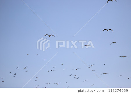 Flock of seagulls flying in the sky Flock of seagulls flying in the sky 112274969