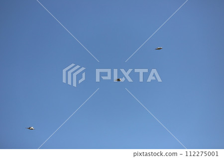 一群飛翔藍天的海鷗 一群飛翔藍天的海鷗 112275001