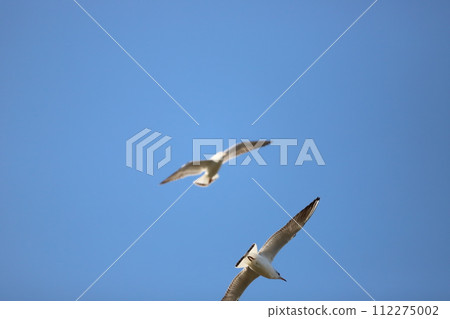 飛行藍天的海鷗 飛行藍天的海鷗 112275002