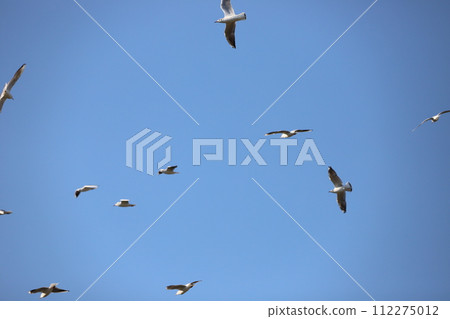A group of seagulls that fly blue sky 112275012