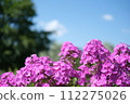 Summer flowers 112275026