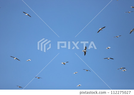A group of seagulls that fly blue sky A group of seagulls that fly blue sky 112275027