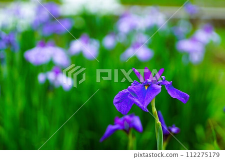 用長焦鏡頭拍攝盛開的日本鳶尾花 112275179