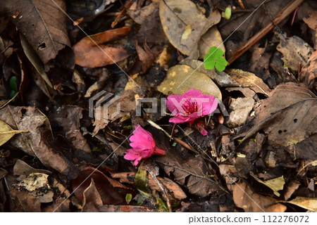 2024年櫻花安排 2024年櫻花安排 112276072