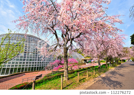 【愛知縣】名古屋市東屋山水果公園春天的垂枝櫻花 【愛知縣】名古屋市東屋山水果公園春天的垂枝櫻花 112276272