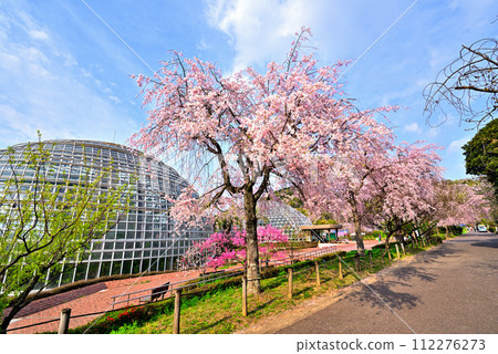【愛知縣】名古屋市東屋山水果公園春天的垂枝櫻花 【愛知縣】名古屋市東屋山水果公園春天的垂枝櫻花 112276273