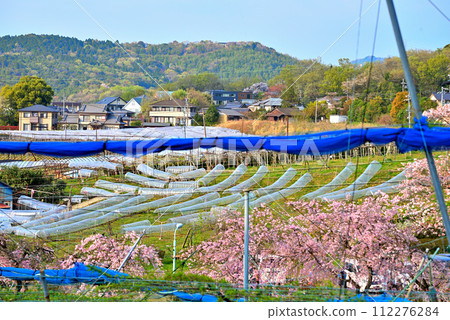 [愛知縣] 名古屋市東谷山水果公園和名古屋市的最高峰東谷山 112276284