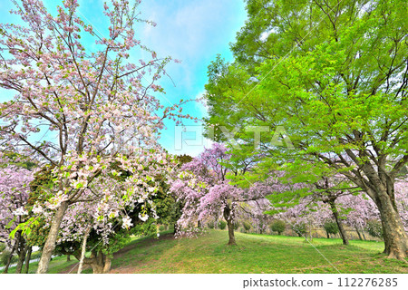 [Aichi Prefecture] Weeping cherry blossoms at Higashiyayama Fruit Park in Nagoya City in spring 112276285