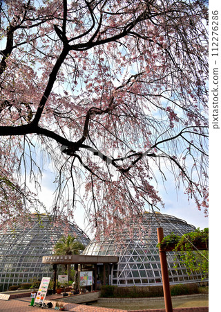 [Aichi Prefecture] Weeping cherry blossoms at Higashiyayama Fruit Park in Nagoya City in spring 112276286