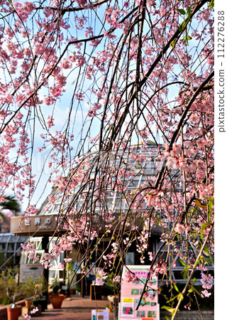 【愛知縣】名古屋市東屋山水果公園春天的垂枝櫻花 【愛知縣】名古屋市東屋山水果公園春天的垂枝櫻花 112276288