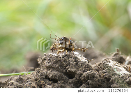 European mole cricket (Gryllotalpa gryllotalpa) 112276364
