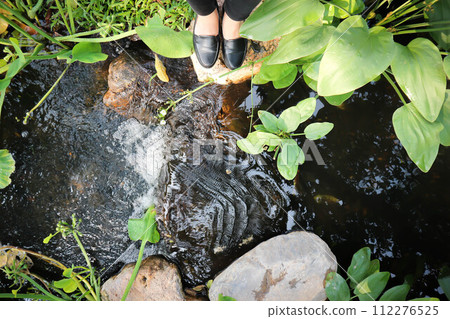river or waterfall and tree in the garden or small river or standing near the river river or waterfall and tree in the garden or small river or standing near the river 112276525
