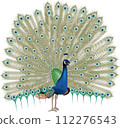 Peacock with emphasis on realism 112276543