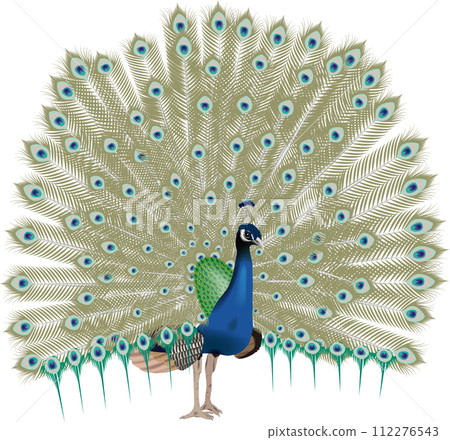 Peacock with emphasis on realism 112276543