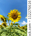 sunflower	 112276616