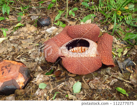 East Malaysian big flower Rafflesia East Malaysian big flower Rafflesia 112277075