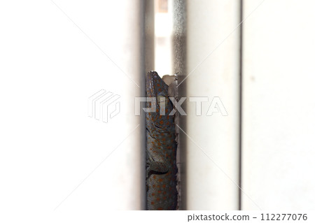 A gecko sleeping 112277076