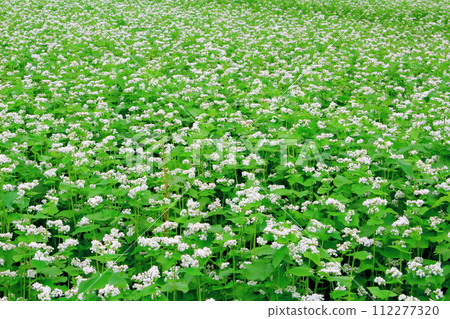 Buckwheat field and green onion field Buckwheat field and green onion field 112277320