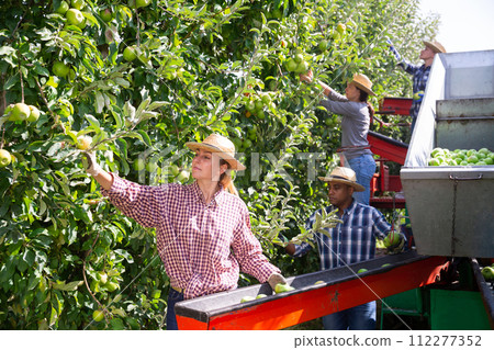 Workers harvesting ripe apples using sorting machine Workers harvesting ripe apples using sorting machine 112277352