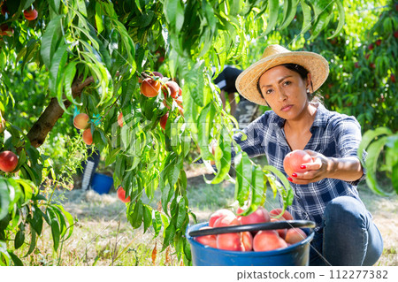 Latina working in farm orchard during peaches harvest 112277382