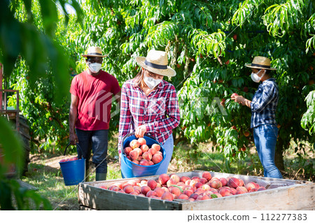 Woman in protective mask fills large crate with peaches in the orchard 112277383