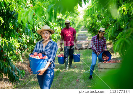 Latino woman with bucket of ripe peaches in the orchard 112277384