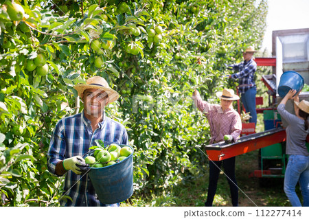 Portrait of latino farmer showing bucket of ripe green apples in garden Portrait of latino farmer showing bucket of ripe green apples in garden 112277414