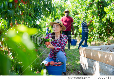 Young Colombian woman farmer harvesting peaches in garden 112277415