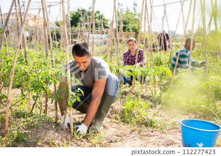 Gardener with bamboo stick working with seedlings 112277423