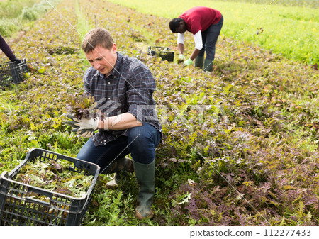 Farmer harvesting red mizuna Farmer harvesting red mizuna 112277433