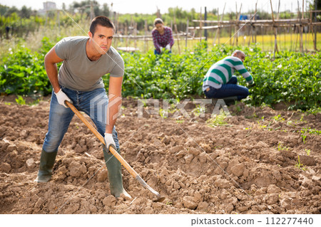 Farmer cultivates garden beds with hoe on the field Farmer cultivates garden beds with hoe on the field 112277440