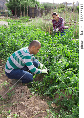 Farmers collect insects from potato leaves 112277441