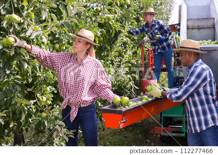 Workers harvesting ripe apples using sorting machine Workers harvesting ripe apples using sorting machine 112277466