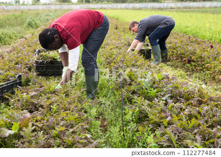 Skilled male farmers hand harvesting ripe red mitzuna Skilled male farmers hand harvesting ripe red mitzuna 112277484