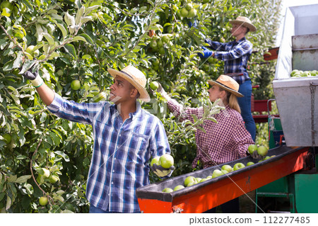 Team of workers are harvesting apples and sorting in a professional sorting machine in garden Team of workers are harvesting apples and sorting in a professional sorting machine in garden 112277485