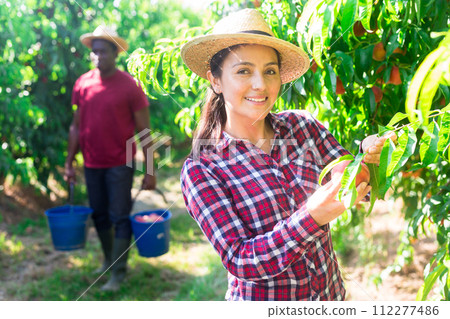 Portraite of positive woman harvests ripe peaches in orchard Portraite of positive woman harvests ripe peaches in orchard 112277486
