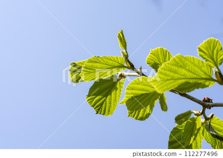 Young leaves of Cinnamon hazel, close-up Young leaves of Cinnamon hazel, close-up 112277496