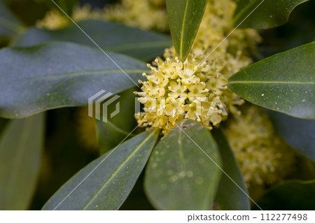 Close-up of male Ilex flower with four stamens Close-up of male Ilex flower with four stamens 112277498