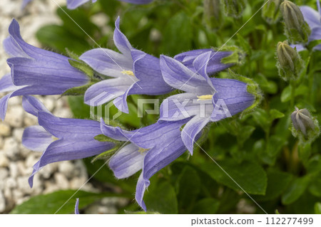 Chishimagikyō, which has hairs on the edges of its bluish-purple petals. Chishimagikyō, which has hairs on the edges of its bluish-purple petals. 112277499