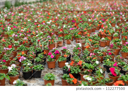 Large quantity of garden pots with colorful waller's balsamine placed on the ground Large quantity of garden pots with colorful waller's balsamine placed on the ground 112277500