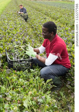 African American worker harvesting red leaf mustard African American worker harvesting red leaf mustard 112277566