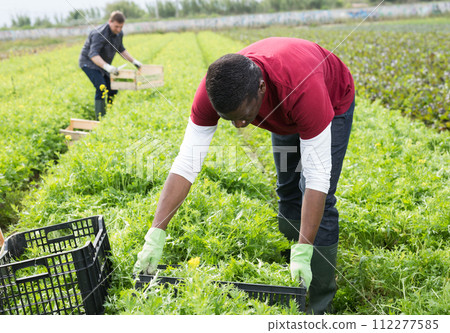 African American worker harvesting mizuna African American worker harvesting mizuna 112277585