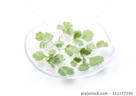 新鮮香菜,綠色和黃色蔬菜,綠色香草,新鮮收穫的蔬菜,健康蔬菜,香菜,山寨 新鮮香菜,綠色和黃色蔬菜,綠色香草,新鮮收穫的蔬菜,健康蔬菜,香菜,山寨 112277590